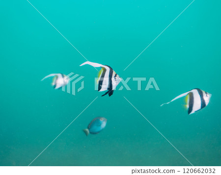 沙地上的繩池裡住著一群群可愛的鯔魚、黃尾鯊、老人、紅鯛魚和其他幼魚。 沙地上的繩池裡住著一群群可愛的鯔魚、黃尾鯊、老人、紅鯛魚和其他幼魚。 120662032