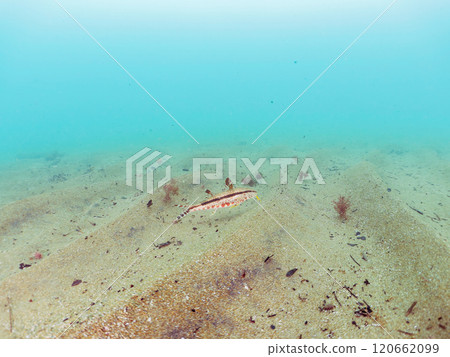 A beautiful juvenile Yomehimeji (family Goatfish). Koganezaki Beach, Ukusu, Nishiizu-cho, Kamo-gun, Izu Peninsula, Shizuoka Prefecture, 2024 A beautiful juvenile Yomehimeji (family Goatfish). Koganezaki Beach, Ukusu, Nishiizu-cho, Kamo-gun, Izu Peninsula, Shizuoka Prefecture, 2024 120662099