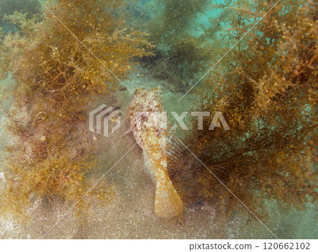 一群美麗而巨大的鸚嘴魚（鸚嘴魚科）。靜岡縣伊豆半島加茂郡西伊豆町宇須小金崎海水浴場 2024 120662102