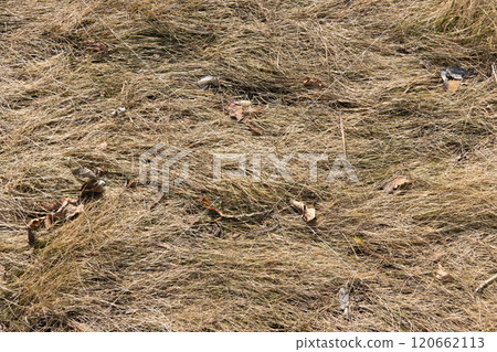 natural texture background of last year's grass 120662113