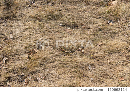 natural texture background of last year's grass 120662114