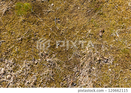 natural texture background spring moss 120662115