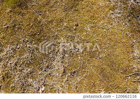 natural texture background spring moss 120662116