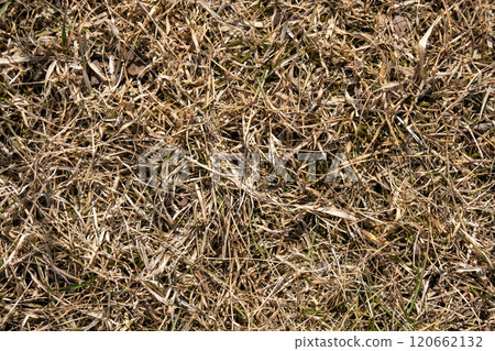 natural background texture of last year's grass 120662132