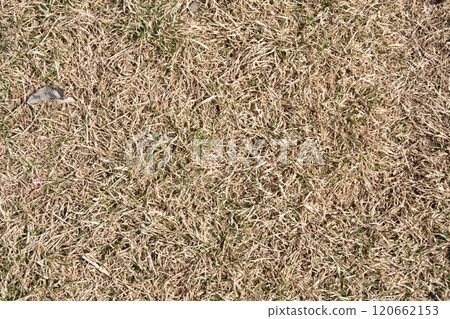 natural background texture of last year's grass natural background texture of last year's grass 120662153
