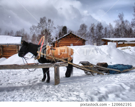 winter landscape snow-covered lake road and horse winter landscape snow-covered lake road and horse 120662191