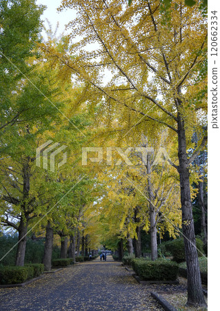 Ginkgo aki 120662334