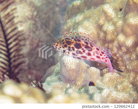 美麗的餐桌珊瑚、可愛的貢貝魚幼魚（貢貝科）等等。西伊豆町宇久小金崎海水浴場 2024 120662412