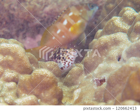 Beautiful table coral and cute juvenile hawkfish (hawkfish family), etc. Koganezaki Beach, Ukusu, Nishiizu Town, 2024 120662413
