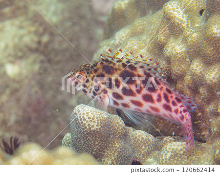 美麗的餐桌珊瑚、可愛的貢貝魚幼魚（貢貝科）等等。西伊豆町宇久小金崎海水浴場 2024 120662414
