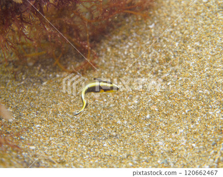 Cute juvenile porgy (Grunt family) swimming in a wriggling motion at Koganezaki Beach, Ukusu, Nishiizu-cho, Kamo-gun, Izu Peninsula, Shizuoka Prefecture, 2024 120662467