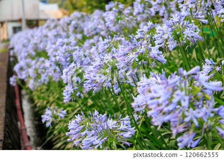 Beautiful clusters of agapanthus (Agapanthaceae) flowers along the road. Shimogamo, Minamiizu-cho, Kamo-gun, Izu Peninsula, Shizuoka Prefecture 2024 120662555