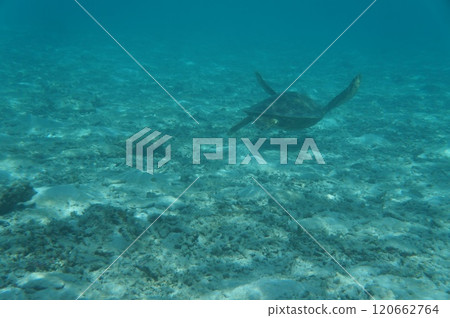 Sea turtle seen from underwater Sea turtle seen from underwater 120662764