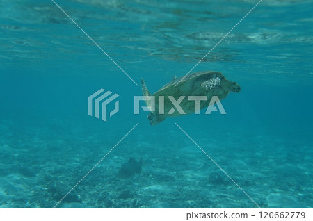 Sea turtle seen from underwater 120662779