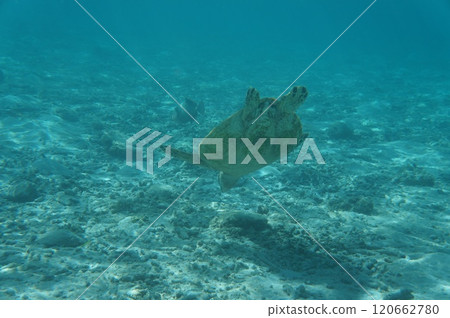 Sea turtle seen from underwater 120662780