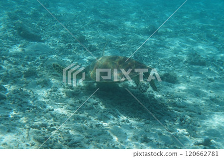 Sea turtle seen from underwater 120662781