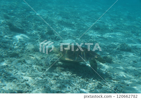 Sea turtle seen from underwater 120662782