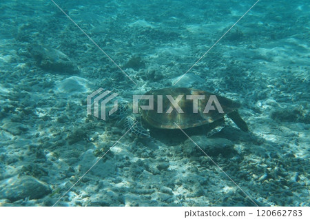 從水下看到的海龜 從水下看到的海龜 120662783
