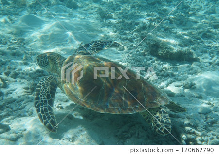 Sea turtle seen from underwater 120662790