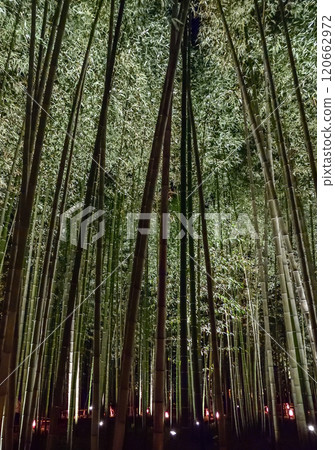 嵐山花燈竹林散步道 嵐山花燈竹林散步道 120662972