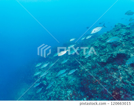 一群強大的鰤魚和竹莢魚會攻擊一大群黃尾魚。南伊豆町 中木広浜 2024 120663015