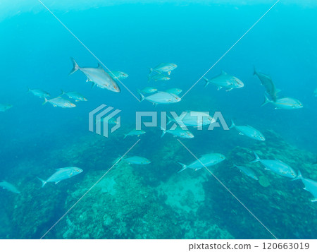 A school of amberjack and rainbow trout (Jackarinae) attacking a school of silver-stripe round herring. Nakagi Hirizo Beach, Minamiizu Town, 2024 120663019