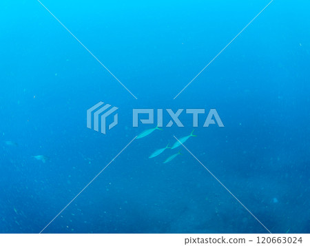 一群強大的鰤魚和竹莢魚會攻擊一大群黃尾魚。南伊豆町 中木広浜 2024 120663024