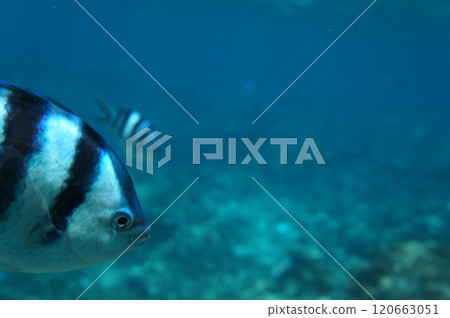 座間味島上有各種珊瑚的珊瑚礁 120663051