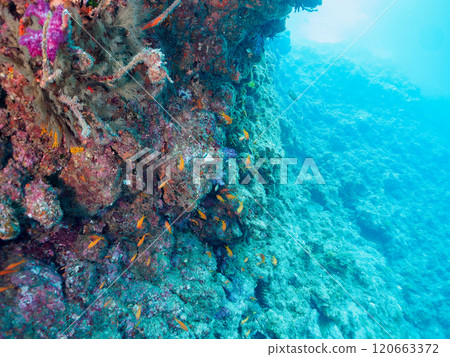 A school of goldfish anthias, stingrays, yellow spotted damselfish and other fish in a drop-off area of sea pine. A school of goldfish anthias, stingrays, yellow spotted damselfish and other fish in a drop-off area of sea pine. 120663372