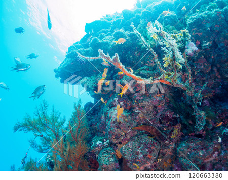 在海落葉鬆生長的落水區,金魚、海落葉松、黃雀鯛和其他魚群。 在海落葉鬆生長的落水區,金魚、海落葉松、黃雀鯛和其他魚群。 120663380