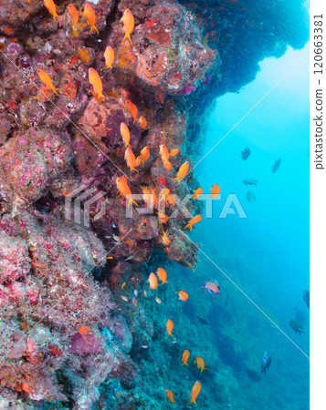 A school of goldfish anthias, stingrays, yellow spotted damselfish and other fish in a drop-off area of sea pine. 120663381