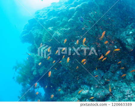 A school of goldfish anthias, stingrays, yellow spotted damselfish and other fish in a drop-off area of sea pine. 120663389