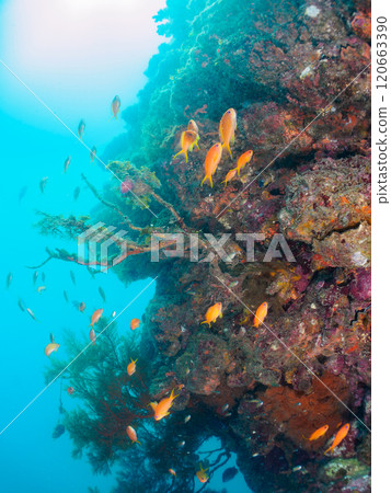 A school of goldfish anthias, stingrays, yellow spotted damselfish and other fish in a drop-off area of sea pine. A school of goldfish anthias, stingrays, yellow spotted damselfish and other fish in a drop-off area of sea pine. 120663390