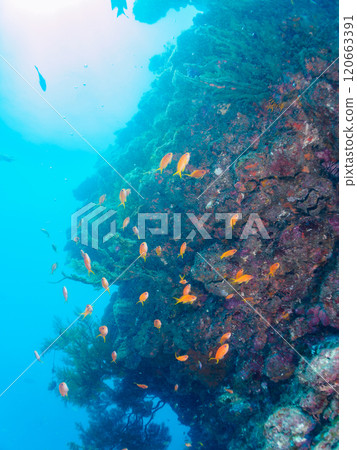 在海落葉鬆生長的落水區，金魚、海落葉松、黃雀鯛和其他魚群。 120663391