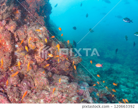 在海落葉鬆生長的落水區,金魚、海落葉松、黃雀鯛和其他魚群。 在海落葉鬆生長的落水區,金魚、海落葉松、黃雀鯛和其他魚群。 120663392