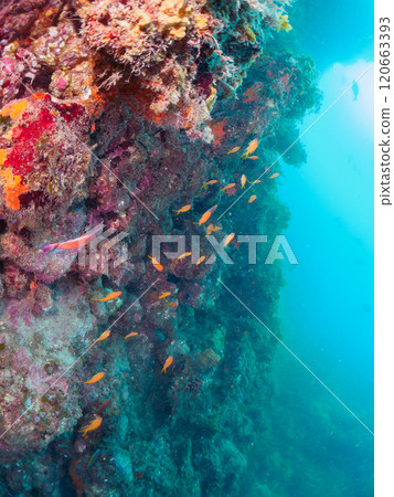 在海落葉鬆生長的落水區，金魚、海落葉松、黃雀鯛和其他魚群。 120663393