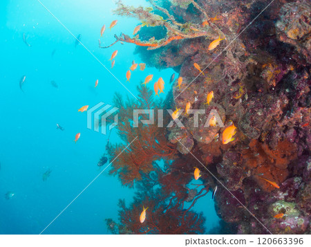在海落葉鬆生長的落水區,金魚、海落葉松、黃雀鯛和其他魚群。 在海落葉鬆生長的落水區,金魚、海落葉松、黃雀鯛和其他魚群。 120663396