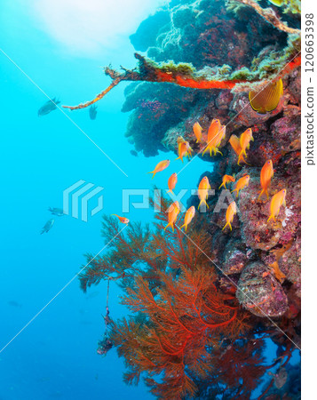 在海落葉鬆生長的落水區，金魚、海落葉松、黃雀鯛和其他魚群。 120663398