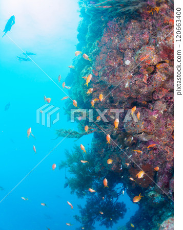 A school of goldfish anthias, stingrays, yellow spotted damselfish and other fish in a drop-off area of sea pine. A school of goldfish anthias, stingrays, yellow spotted damselfish and other fish in a drop-off area of sea pine. 120663400