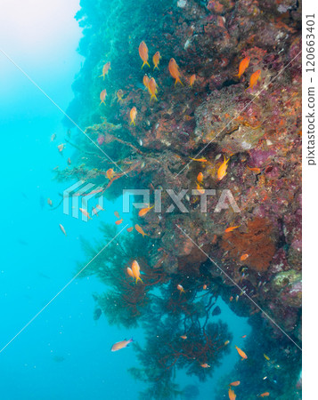 在海落葉鬆生長的落水區，金魚、海落葉松、黃雀鯛和其他魚群。 120663401