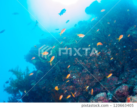 A school of goldfish anthias, stingrays, yellow spotted damselfish and other fish in a drop-off area of sea pine. 120663405