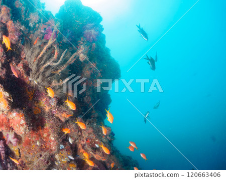 A school of goldfish anthias, stingrays, yellow spotted damselfish and other fish in a drop-off area of sea pine. 120663406
