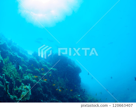 A school of goldfish anthias, stingrays, yellow spotted damselfish and other fish in a drop-off area of sea pine. 120663407