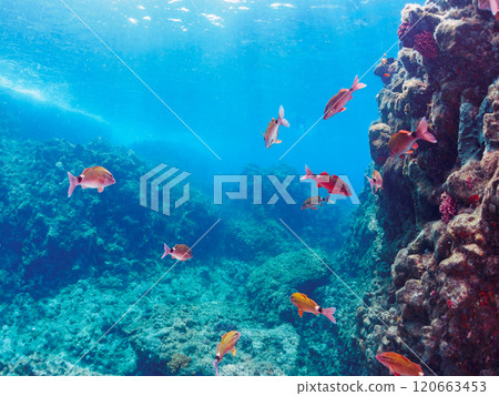 美麗的斑岩（Acanthidae）群和其他雛菊（Nizadaidae）。南伊豆町 中木広浜 2024 120663453