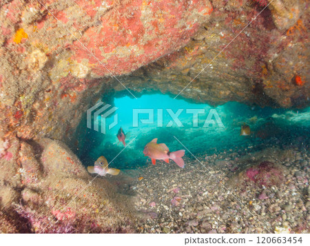 A beautiful school of scad (family Acanthidae), scad (family Acanthidae) and other fish. Nakagi Hirizo Beach, Minamiizu Town, 2024 120663454