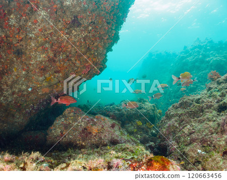 A beautiful school of scad (family Acanthidae), scad (family Acanthidae) and other fish. Nakagi Hirizo Beach, Minamiizu Town, 2024 120663456
