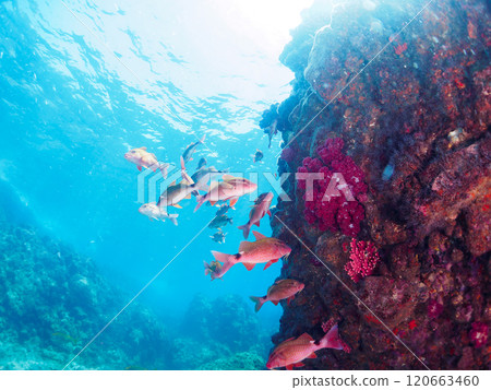 A beautiful school of scad (family Acanthidae), scad (family Acanthidae) and other fish. Nakagi Hirizo Beach, Minamiizu Town, 2024 120663460