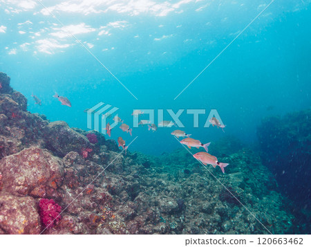 美麗的斑岩(Acanthidae)群和其他雛菊(Nizadaidae)。南伊豆町 中木広浜 2024 美麗的斑岩(Acanthidae)群和其他雛菊(Nizadaidae)。南伊豆町 中木広浜 2024 120663462