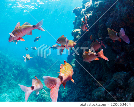 美麗的斑岩(Acanthidae)群和其他雛菊(Nizadaidae)。南伊豆町 中木広浜 2024 美麗的斑岩(Acanthidae)群和其他雛菊(Nizadaidae)。南伊豆町 中木広浜 2024 120663464