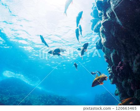 美麗的斑岩(Acanthidae)群和其他雛菊(Nizadaidae)。南伊豆町 中木広浜 2024 美麗的斑岩(Acanthidae)群和其他雛菊(Nizadaidae)。南伊豆町 中木広浜 2024 120663465